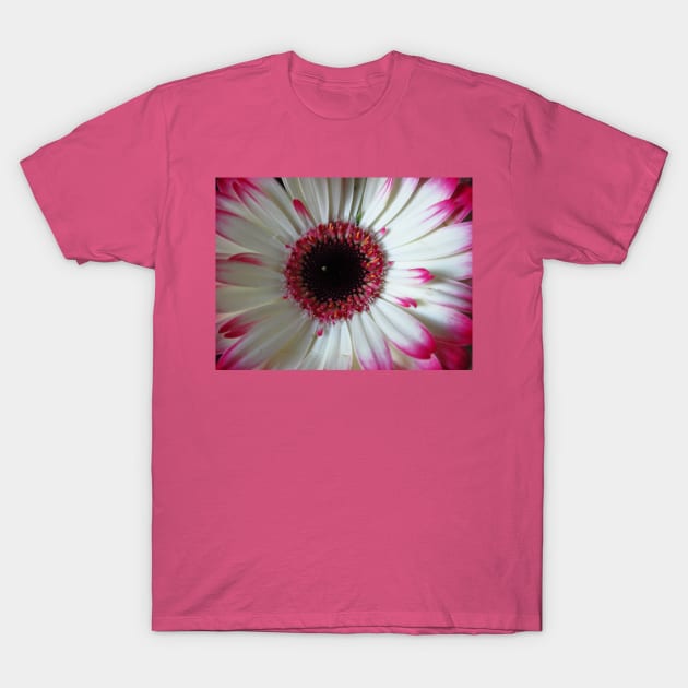 wonderful gerbera flower, pink,white T-Shirt by rh_naturestyles